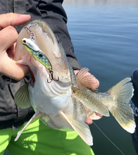 Load image into Gallery viewer, Chartreuse silver for big walleye